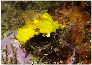 Tylodina looking for a yellow sponge in winter. by Giroudon Jean-Pierre 
